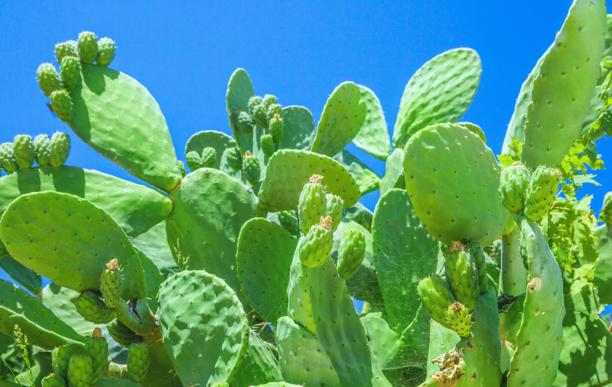 Descubre los Increíbles Beneficios del Nopal Deshidratado